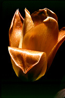 Yellow Tulip 1