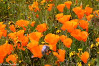 California Poppy Reserve 2019
