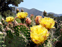 Cactus Flowers, White Mountains